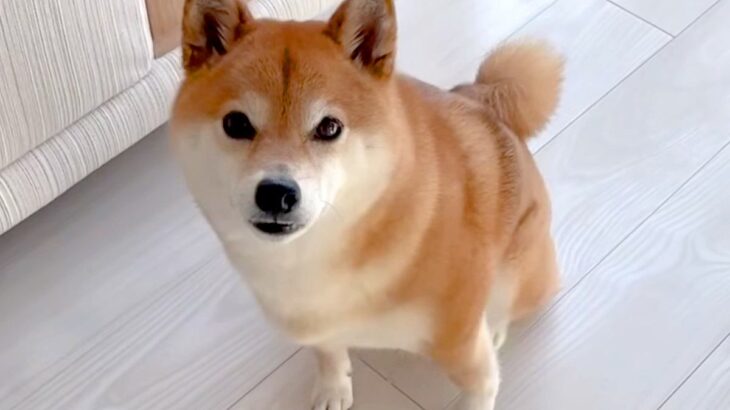 4歳の女の子が起きる時間なので、犬に『起こしてくるよ』と伝えた結果→なぜか慌てて…健気で尊い光景が26万再生「泣けた」「大好きなんだ」(ブログ)