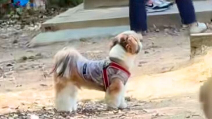 ドッグランで迷子になった犬→名前を呼んでも気付かずに…尊すぎる『見つけた瞬間の光景』に絶賛「探す姿が愛おしい」「必死なのたまらない」(ブログ)