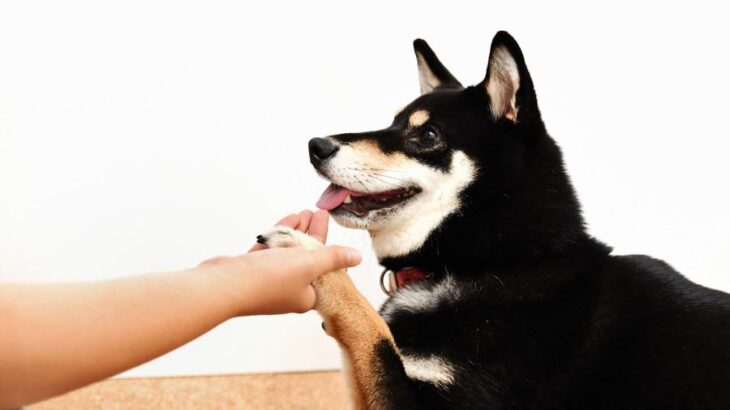 犬が大喜びする『スキンシップ』4選　今日からできる触れ合いのコツや注意点まで解説(ブログ)