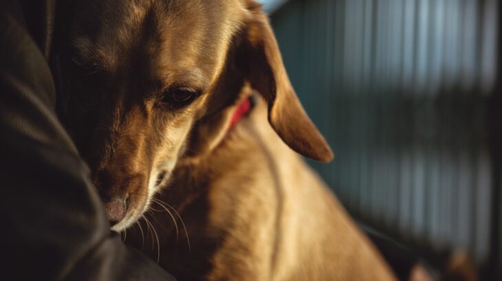 犬を怖がらせてしまう『絶対NG行為』5選　愛犬が恐怖心を抱いているときにみせるサインとは？(ブログ)