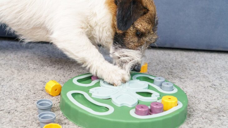 愛犬におすすめな『知育ゲーム』4選　室内で出来る簡単な遊び方や満足させる方法まで(ブログ)