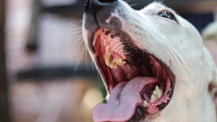 犬から飼い主にうつる『人獣共通感染症』とは？感染した場合の危険な症状まで(ブログ)