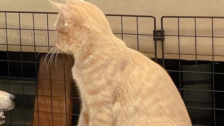 一緒に遊んでいる犬と猫→ふと様子を見てみたら…完全に立場が逆になっている『予想外の光景』に6万いいね集まる「楽しそうで草」「仲良しだｗ」(ブログ)