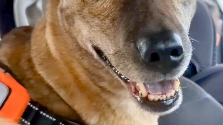 付き添いで病院にきた犬→『自分が診察を受けるんだ』と勘違いして…ビビりすぎて出た『表情と態度』に反響「パニックｗ」「可哀想だけど可愛い」(ブログ)