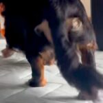 オヤツを持ったまま『寝たフリ』をしてみた結果→犬が近づいてきて…思わず笑う『まさかの光景』が52万再生「お尻たまらんｗｗ」「忍び足で草」(ブログ)