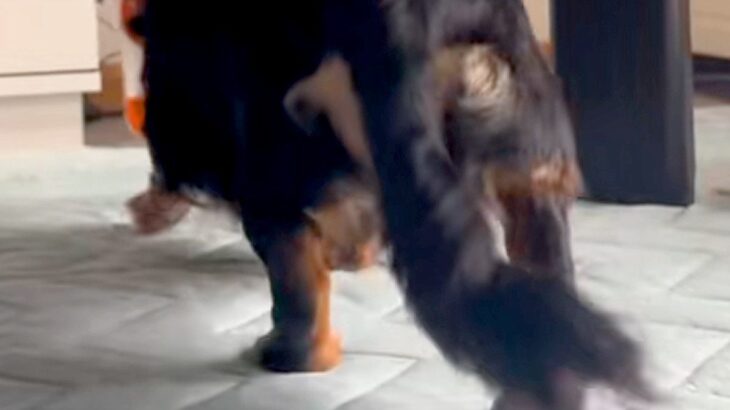オヤツを持ったまま『寝たフリ』をしてみた結果→犬が近づいてきて…思わず笑う『まさかの光景』が52万再生「お尻たまらんｗｗ」「忍び足で草」(ブログ)