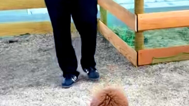 『本当にトイプードル？』独特なカットをする犬→もはや別の生物に見えてしまう『後ろ姿』に絶賛の声「触りたすぎる」「芸術的にカワイイ」(ブログ)