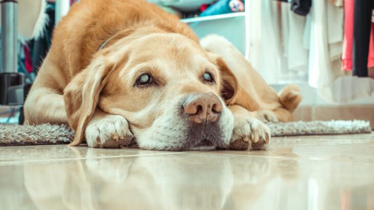 【獣医師執筆】犬の白内障｜原因や症状から治療法まで解説(ブログ)