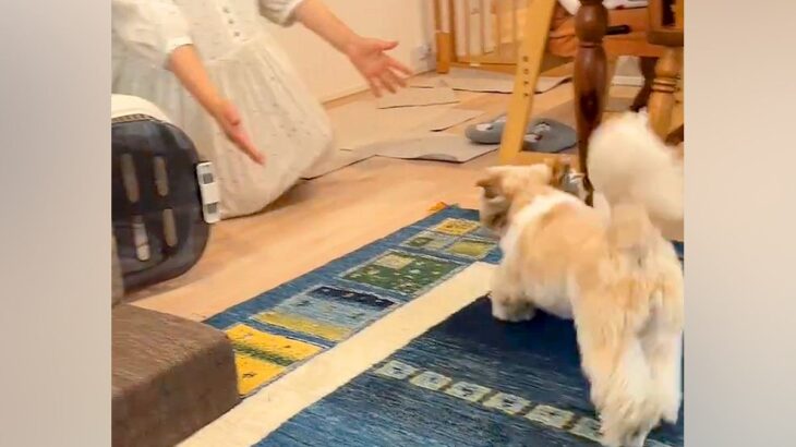 2週間もママに会えなかった犬→夜も眠れず、窓際で帰りを待ち続けて…涙あふれる『再会の瞬間』に感動「甘えててかわいい」「健気で泣ける」(ブログ)