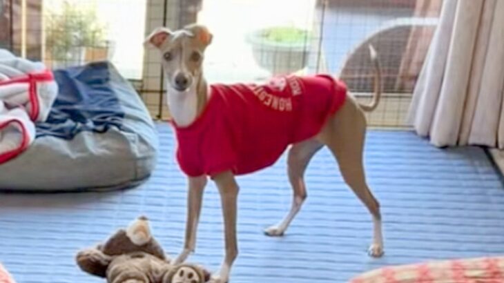 リビングで『おすわり』をする犬→普通に座るのかと思ったら…想定外な『上品すぎる座り方』に絶賛「おててがｗｗ」「お呼びですか？みたいなｗ」(ブログ)