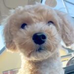 『ごはん買いに来ただけだよ』車に乗っていた犬→到着した場所が『病院』で…この世の終わりのような光景が9万再生「怖かったね」「かわいい」(ブログ)