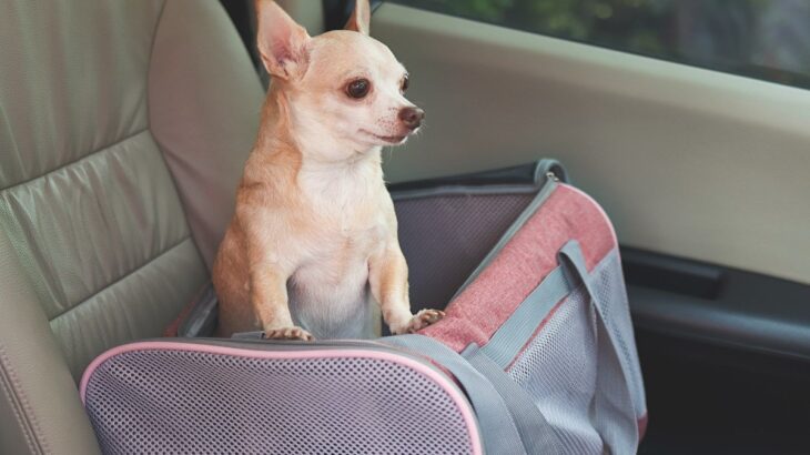 犬が車の中で『落ち着かない』理由3つ　愛犬がソワソワしているときの対処法までご紹介(ブログ)