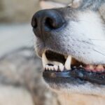 犬が『あごを震わせている』ときの心理3つ　治療が必要な注意すべき症状まで(ブログ)