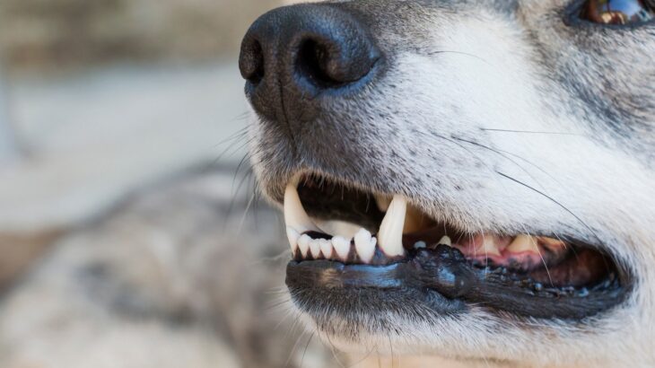 犬が『あごを震わせている』ときの心理3つ　治療が必要な注意すべき症状まで(ブログ)