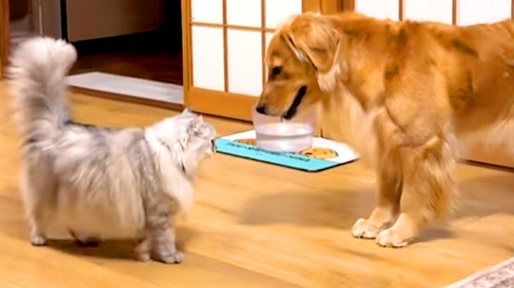 小さな頃から『猫と仲良しだった大型犬』→なぜか動きもネコっぽくなり…影響を受け過ぎている光景が48万再生「大型猫ｗ」「ずっと見ていたい」(ブログ)