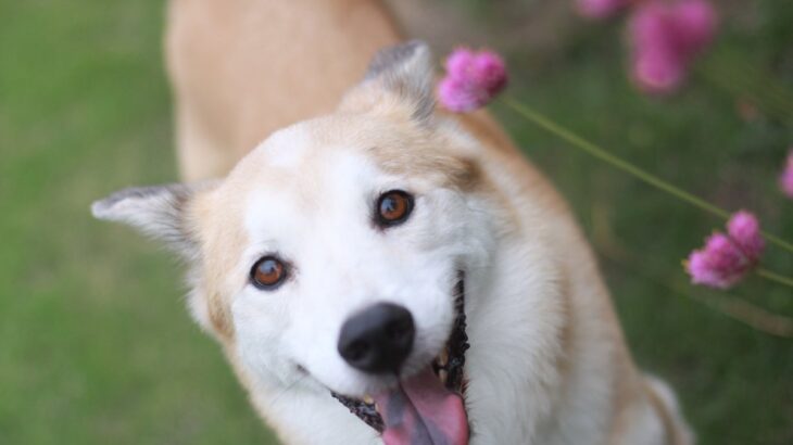 犬は自分の『名前』を理解している？学習させる方法や名前を呼んではいけないタイミングまで(ブログ)