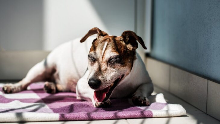 犬の『呼吸が普段と違う』考えられる理由5つ　危険な症状を判断する方法まで(ブログ)