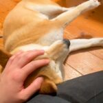 撫でられている犬に、小さな声で『おやつ』と言った結果→『聞き間違えか…』あまりにも可愛い反応が16万再生「切り替え早くて草」「コントｗ」(ブログ)