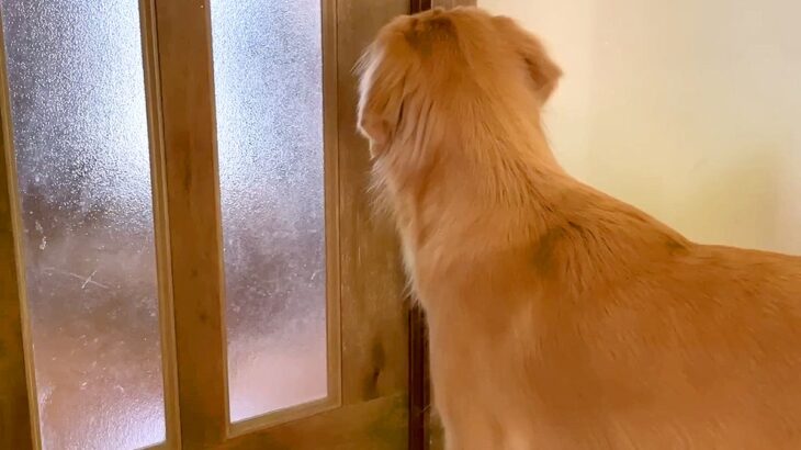 大型犬が『初めてママとふたりっきりでお留守番をした』結果→『独り占めで喜ぶかな』と思いきや…予想外な光景に反響「みんな一緒がいいんだね」(ブログ)