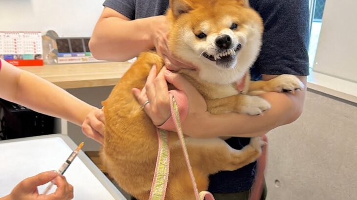 病院で注射を打たれ、大絶叫する犬→見ていた2歳の女の子が心配して…目頭が熱くなる『まさかの展開』が32万再生「優しい子」「絆がすごい」(ブログ)