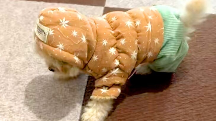 初めて『服』を着た子犬→バランスが取れず、コテンと転んで…ぬいぐるみにしか見えない光景が330万再生「お人形さん？」「おもちゃみたいｗ」(ブログ)