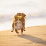 『迷惑な犬の飼い主』の共通点4選　周囲への配慮が足りていない人の特徴とは？(ブログ)