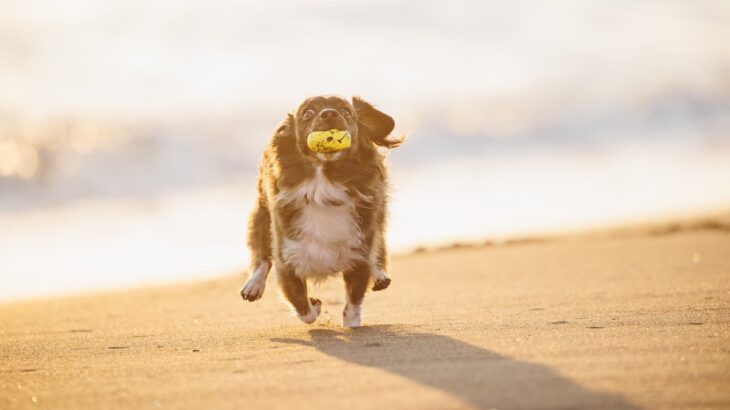 『迷惑な犬の飼い主』の共通点4選　周囲への配慮が足りていない人の特徴とは？(ブログ)