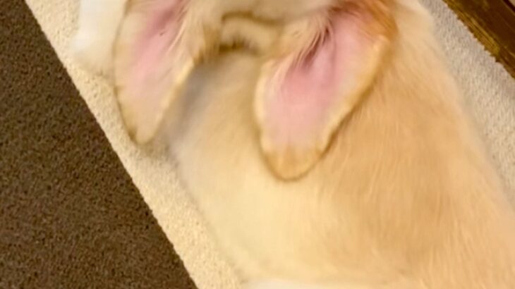 『ゴールデンレトリーバーの子犬が振り返った』と思ったら…『とんでもない首の角度』を捉えた光景が72万再生「ヨガポーズで草」「何犬？ｗｗ」(ブログ)