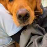 病院の診察室でビビりまくる大型犬→爪切りに来ただけなのに…思わず応援したくなる『子どものような光景』に反響「こんな大きいのにｗｗ」(ブログ)