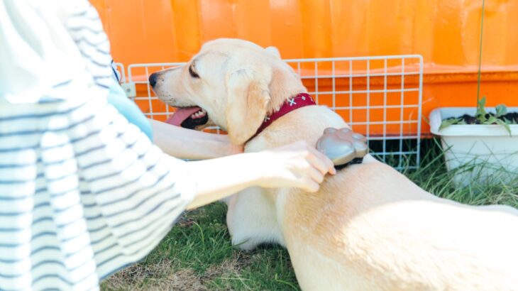 犬の『ブラッシング』における絶対NG行為６選　間違ったお手入れが愛犬にストレスを与えてしまうことも…(ブログ)