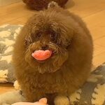 ボサボサの犬を『洗面台で洗った』結果→本当に犬…？想像超える『衝撃のビフォーアフター』が1141万再生「魔法使いｗ」「おじいちゃんで草」(ブログ)
