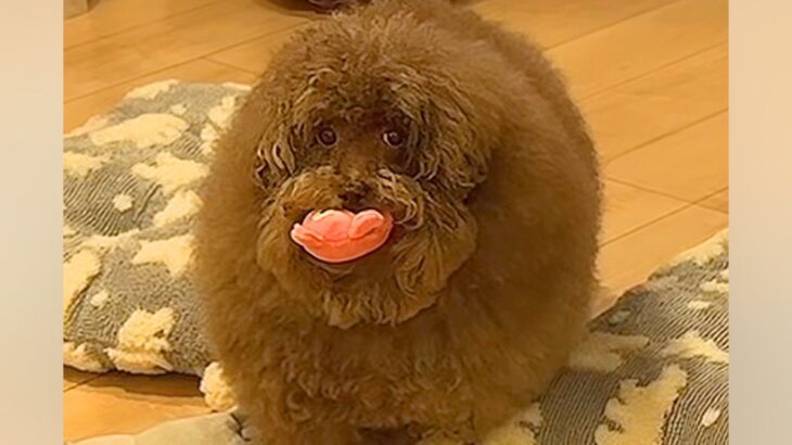 ボサボサの犬を『洗面台で洗った』結果→本当に犬…？想像超える『衝撃のビフォーアフター』が1141万再生「魔法使いｗ」「おじいちゃんで草」(ブログ)