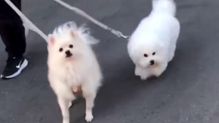 犬たちの『ママとパパへの対応の差』を見比べてみた結果…想像以上の『態度の違い』が74万再生「清々しいほどの雲泥の差」「パパどんまいｗ」(ブログ)