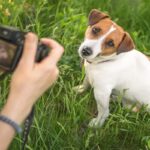 犬が『カメラ』を嫌がる心理5つ　考えられる理由や愛犬を撮影する際の注意点まで(ブログ)