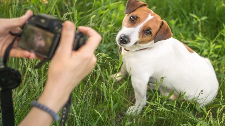 犬が『カメラ』を嫌がる心理5つ　考えられる理由や愛犬を撮影する際の注意点まで(ブログ)