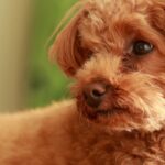 犬が『空気を読んでいる』ときに考えていることとは？人間のように気を遣ったりするの？(ブログ)