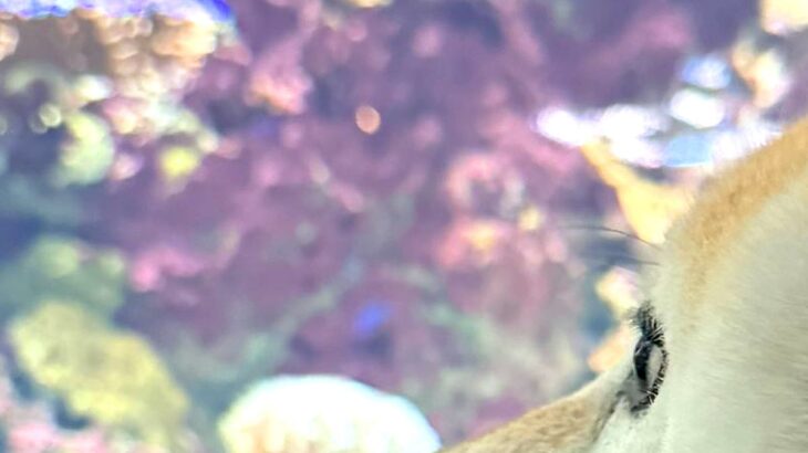 生まれて初めて『水族館』に行った犬→興味津々すぎて…小さな子供のような『表情』が19万表示「目が点にｗｗ」「夢中で見てて可愛すぎる」(ブログ)