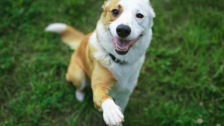『お利口すぎる犬』の注意点3つ　学習能力が高すぎるとどうなる？考えられるリスクまで(ブログ)