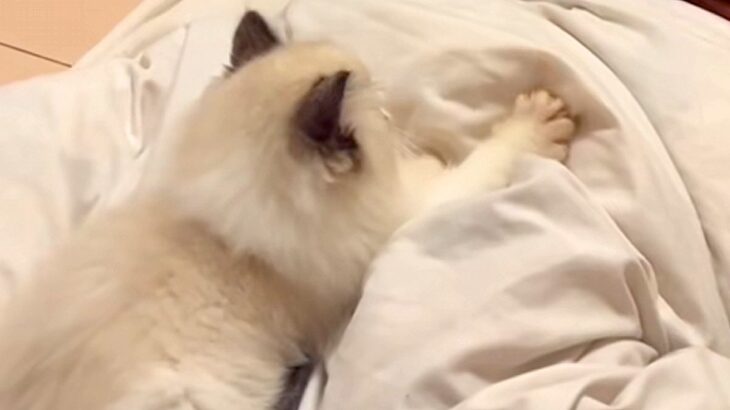一時的に猫を預かることに→家にいた犬が『大好きなぬいぐるみ』を…尊すぎる『思いやりに溢れた光景』が66万再生「涙が出る」「気遣いの塊」(ブログ)