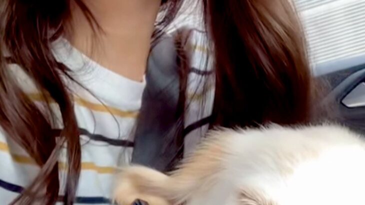 大型犬パピーを飼った初日→帰りの車内で『緊張してしまうかな』と思ったら…予想外な光景が98万再生「心開きすぎｗｗ」「もう幸せな家族」(ブログ)