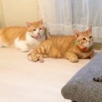 キレイに並ぶ3匹の猫→遊びに来た犬をジーっと見つめて…視線に気付いた瞬間の『二度見』が177万表示「動揺してるｗｗ」「タイミング完璧」(ブログ)