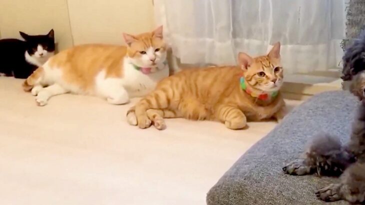 キレイに並ぶ3匹の猫→遊びに来た犬をジーっと見つめて…視線に気付いた瞬間の『二度見』が177万表示「動揺してるｗｗ」「タイミング完璧」(ブログ)
