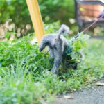 犬の『超危険なおしっこ』5選　放っておくと命に関わる場合も…判断する方法まで(ブログ)