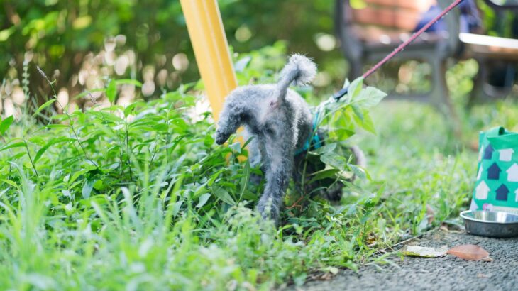 犬の『超危険なおしっこ』5選　放っておくと命に関わる場合も…判断する方法まで(ブログ)