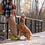 犬が『しつこく要求してくる』ときのNG行為5つ　問題行動を助長させる飼い主のタブー行動まで(ブログ)
