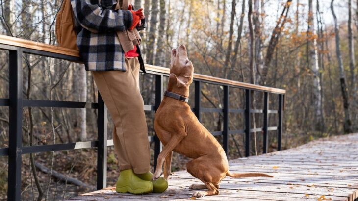 犬が『しつこく要求してくる』ときのNG行為5つ　問題行動を助長させる飼い主のタブー行動まで(ブログ)