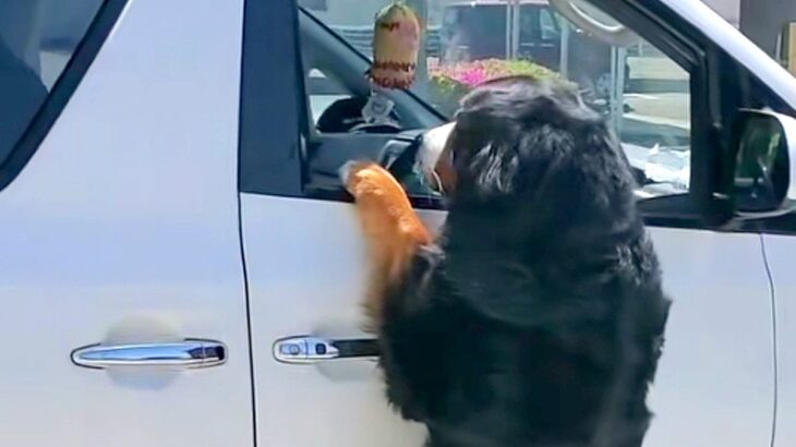 車で出かけようとしたら、超大型犬が『置いていくつもりか！』と抗議して…予想外すぎる『衝撃の光景』が172万再生「執念ｗ」「必死すぎて草」(ブログ)