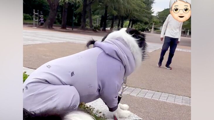 散歩中、おじいちゃんとおばあちゃんに会った犬→見つけた瞬間に駆け寄って…あまりにも尊い光景が144万再生「幸せだね」「羨ましすぎる」(ブログ)