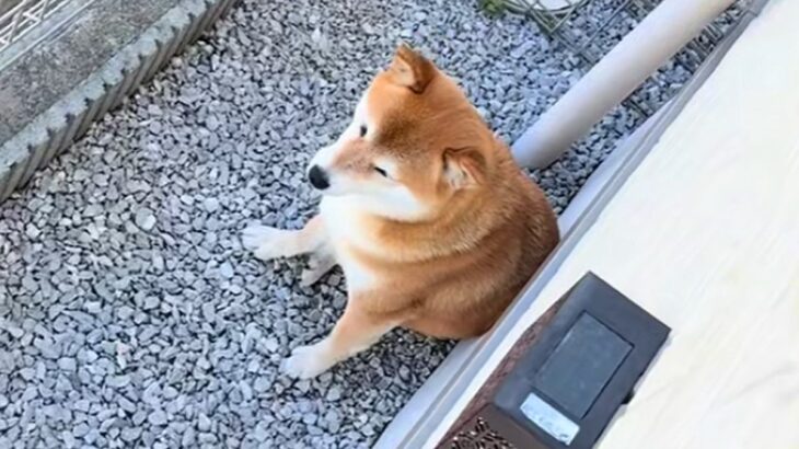 なぜかお庭で動かない犬→視線の先を見てみたら…思ってもみなかった『まさかの迷惑行為』に爆笑「なぜそこに落ちてるのｗｗ」「困っちゃうね」(ブログ)