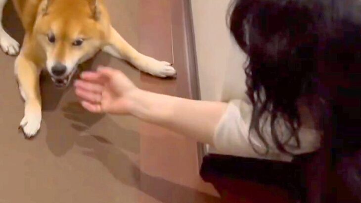 帰宅時、いつもは塩対応の犬→『飼い主のお母さん』が家に遊びに来ると…あからさまな『態度の違い』が42万再生「ツンデレ最高」「笑ったｗ」(ブログ)